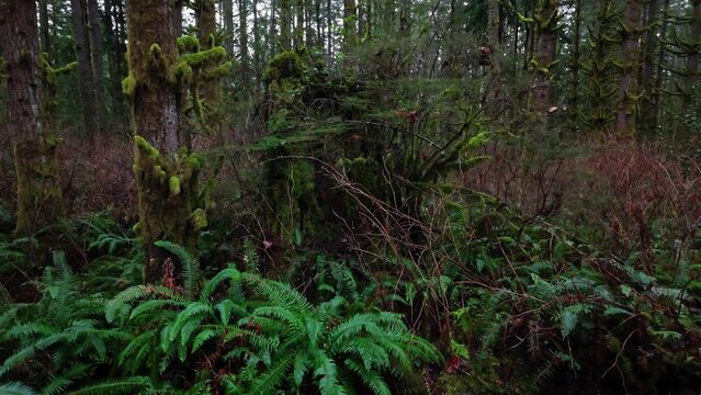Pacific Northwest Moss forest nature with lush green plants and ferns in Washington State