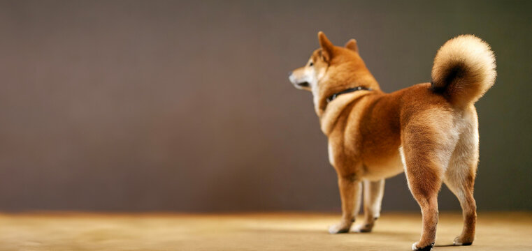 Rear view of Shiba Inu taken against a brown background