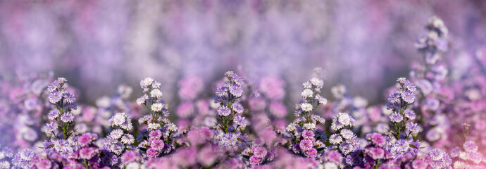 Banner Purple Pastel margaret flower floral blossom blurred background. Pastel violet romance bloom...