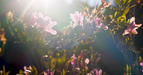 Sunny flower floral soft nature sunbeam blossom blurred background. Sunbeam shining through Pastel...