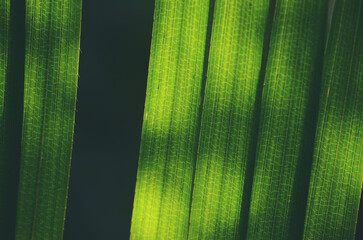 Green leaf background textures ecology garden on tropical rain forest jungle banana leaves palm tree. Greenery bright nature abstract pattern design element. Green eco environment system concept.