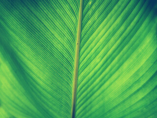 Green leaf background textures ecology garden on tropical rain forest jungle banana leaves palm tree. Greenery bright nature abstract pattern design element. Green eco environment system concept.