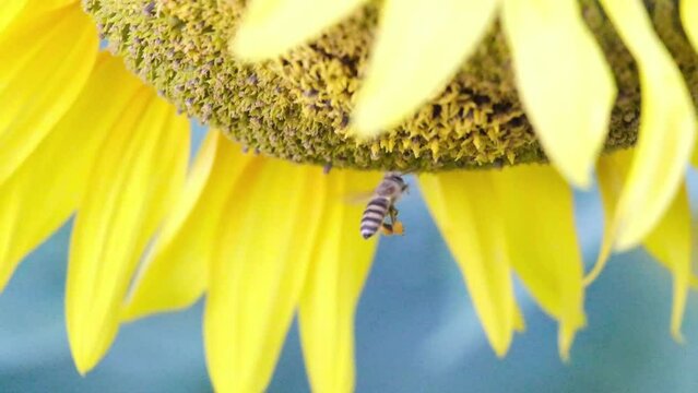 ひまわりとミツバチ。7月の春日部のひまわり畑。
ハイスピード録画(スローモーション)ミツバチが大きな羽音をたてて蜜を集めます。足に多くの花粉を溜めています。
