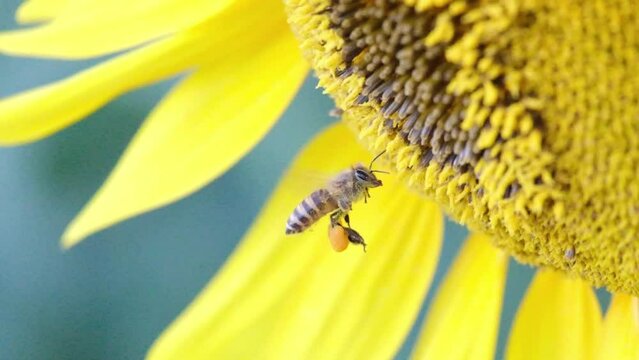 ひまわりとミツバチ。7月の春日部のひまわり畑。
ハイスピード録画(スローモーション)
ミツバチが大きな羽音をたてて蜜を集めます。足に多くの花粉を溜めています。