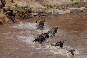 Maasai Mara National Reserve, Narok, Kenya