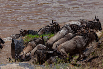 Maasai Mara National Reserve, Narok, Kenya