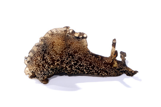 アメフラシ　海辺の生物　白バック