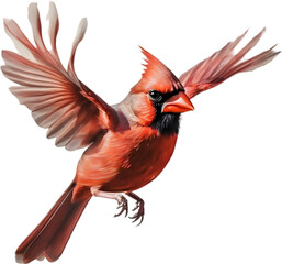 Watercolor of a Northern Cardinal bird clipart. - obrazy, fototapety, plakaty