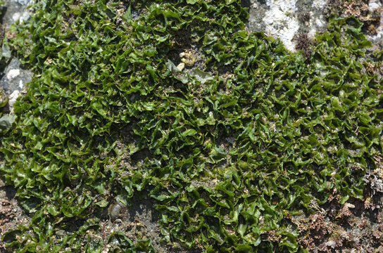ボタンアオサ　海藻