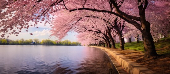 A picturesque natural landscape with a row of cherry blossom trees along the shore of a tranquil lake, creating a beautiful and serene view of nature blending with art under the vast sky