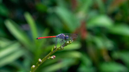 red dragonfly on a green leaf. Lathrecista asiatica