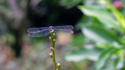 red dragonfly on a green leaf. Lathrecista asiatica