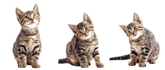 A cute domestic short-haired kitten with striking striped markings gazing upwards with a look of curiosity