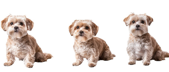 Three adorable Shih Tzu dogs sitting in profile view isolated on a white background, showcasing different angles of the breed