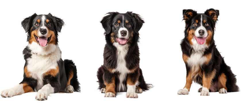 Three images showing an Australian Shepherd dog in different poses, showcasing its tricolor coat and friendly demeanor