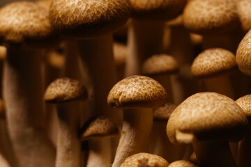 Growing mushrooms close-up