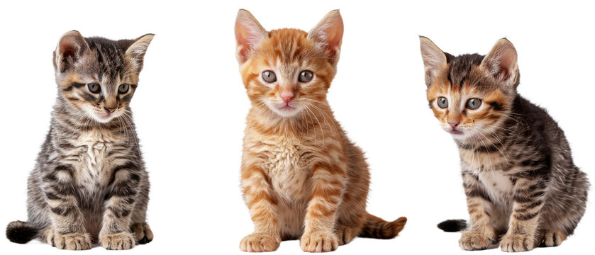 Trio of tabby kittens gazing with interest and displaying varied patterns and colors of fur