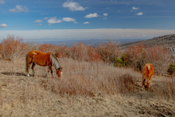 Wild ponies at Grayson Highlands State Park
