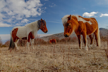 Wild ponies at Grayson Highlands State Park
