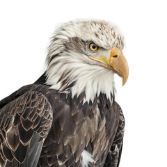  Bald Eagle  White Background , Isolated Transparent Background Images