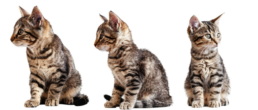 Triptych of tabby kittens with unique poses and expressions, isolated on a white background for versatility