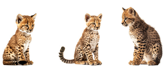 An endearing set of serval kittens captured in various poses, showcasing the distinct features and personalities of this unique wild breed