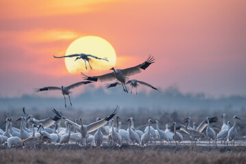 flock of the Siberian white cranes under sunrise