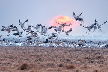 a flock of white cranes jump for joy in sunrise