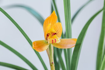 orange orchid closeup in spring