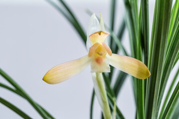 elegant orchid closeup in spring