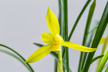 blooming spring orchid closeup