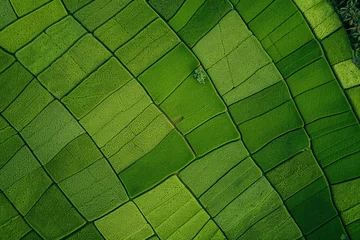 Schilderijen op glas Aerial view of a green paddy field © grey