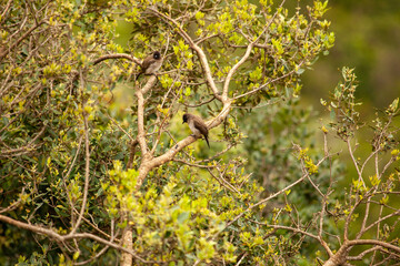 Two birds are perched on a tree branch