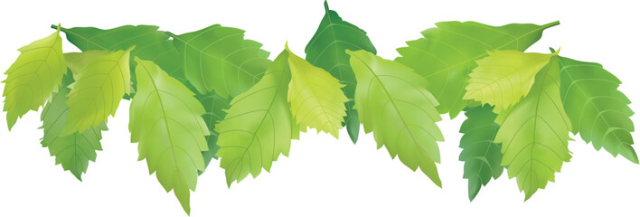 green branches of tree. Green leaves illustration.