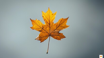 A lone yellow maple leaf gracefully flutters in the air. Contrasted with a soft, light grey backdrop. It combines the essence of autumn and the mesmerizing beauty of autumn.