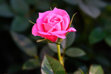 Pink Spray Rose Lovely flowers blooming in the garden, in Thailand.