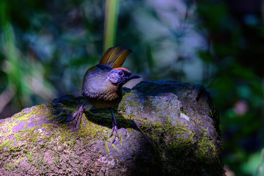 Silver-eared Laughingthrush(Trochalopteron melanostigma) foraging and pery live in nature.