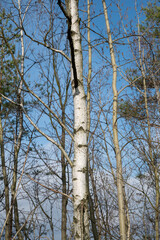 Birch tree trunk. Betula Tree bark close up. Detail.