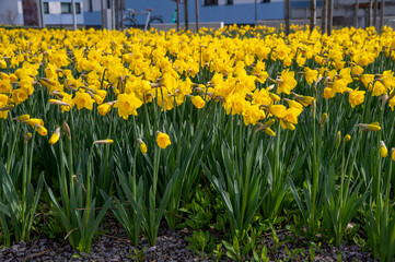 Flower bed with yellow daffodil flowers.  Narcissus blooming in the spring.