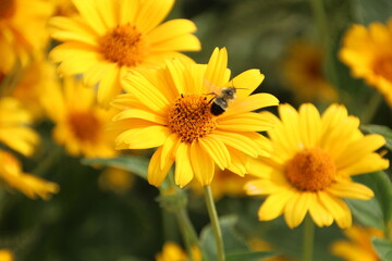 bee on yellow flower, U of A Botanic Gardens, Devon, Alberta