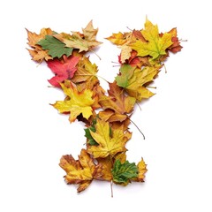 Alphabet of Nature: Letter Y Composed of Fresh Multicolored Autumn Leaves on White Background