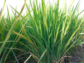 Rice grains that are almost harvested in the fields. Selective Focus.
