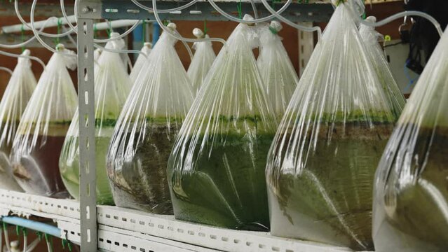 Bags of Plankton on Farm Shelves. Food for Oysters. Pearl Farming. Close-up of microalgae cultivation in clear plastic bags within an aquaculture facility. Sea Farm Concept