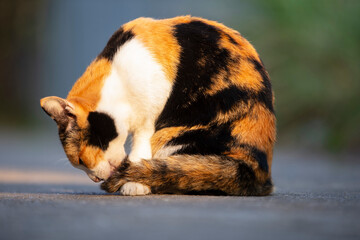Naklejka na ściany i meble Cute cat sitting on the floor, selective focus on its eye