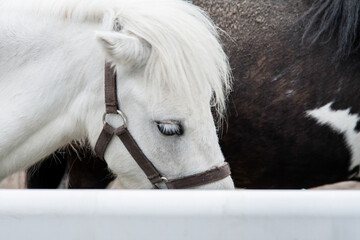 The head of a white pony