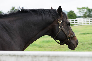 View of the brown horse in the ranch