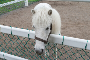 The head of white pony