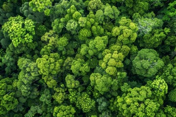 Fototapeta premium Lush shade trees aerial view summer