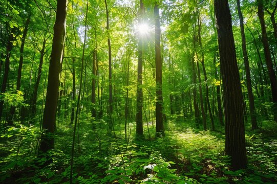Lush green forest with sunlight filtering through the trees, vibrant ecosystem, nature landscape.