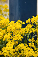 Alyssum flowers growing outside a house in a German village in Rhineland Palatinate, Germnay on a spring day.